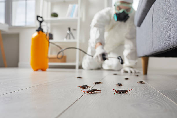 Affordable Termite Control solutions in Weidman, MI
